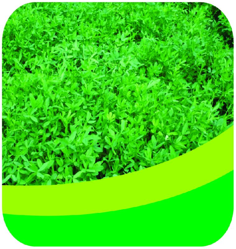 berseem grass forage seeds 1650538920 6301232