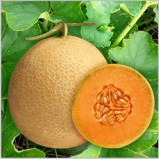 f1 chirag muskmelon seeds 1650537592 6301151