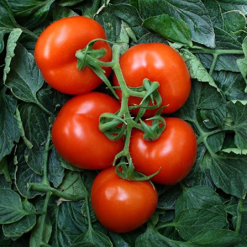 f1 kanika 0092 tomato seeds 1650603679 6301477