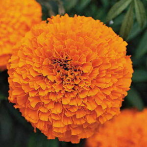 Seeways Organic F1 Monalisa Marigold Seeds, Shelf Life : 1year