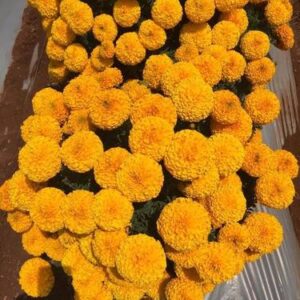 Seeways Organic F1 Tolstoy Marigold Seeds, Packaging Type : Plastic Packets