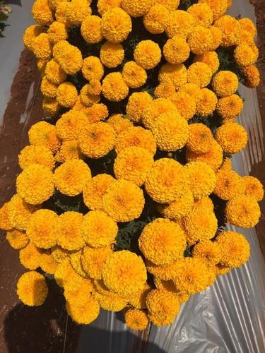 f1 tolstoy marigold seeds 1650602801 6301252