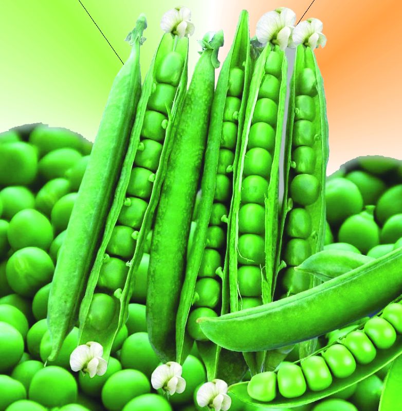 general pearl s 10 peas seeds 1650539970 6301321