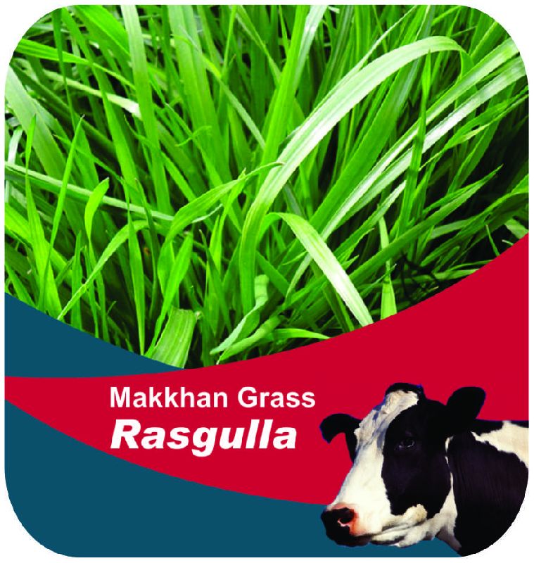 makkhan grass rasgulla forage seeds 1650538758 6301224