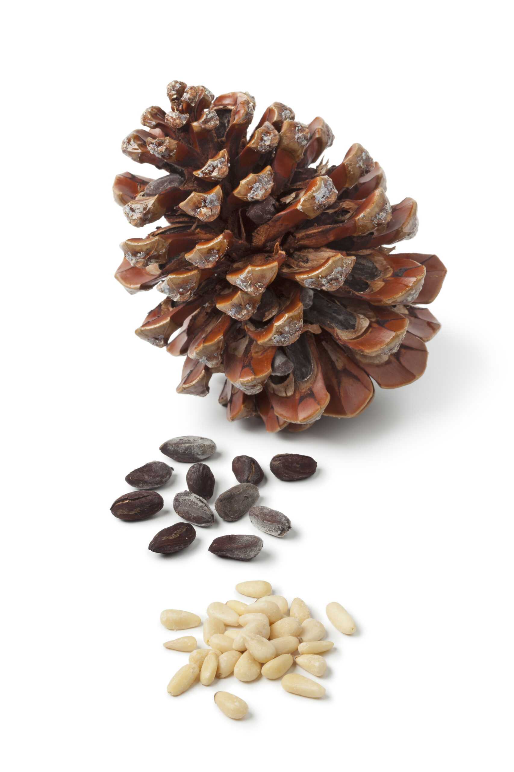 stone pine cone and seeds 2025 03 23 20 17 01 utc scaled