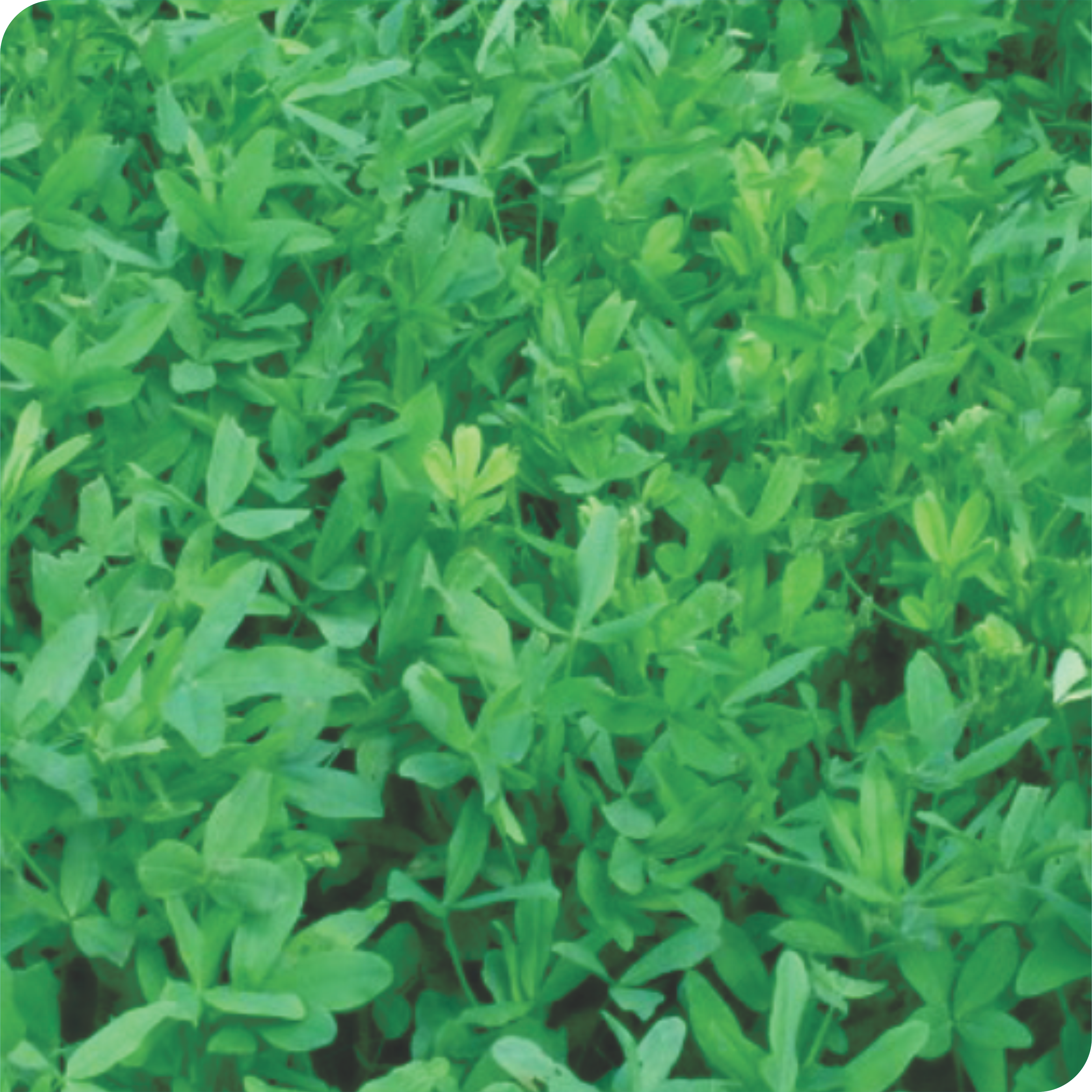 FORAGE