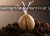 Discovering how to Plant Fruit Seeds