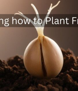 Discovering how to Plant Fruit Seeds