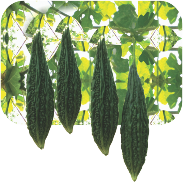 BITTER GOURD