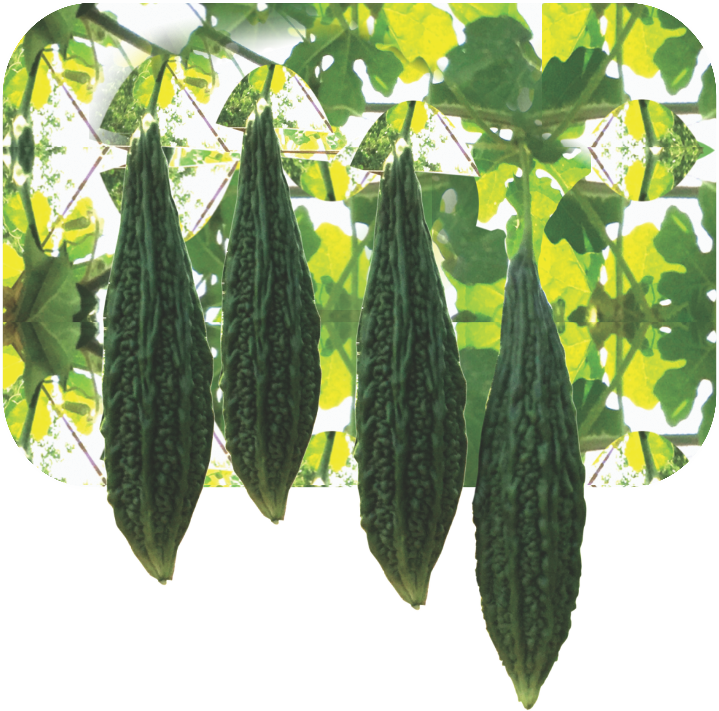 BITTER GOURD