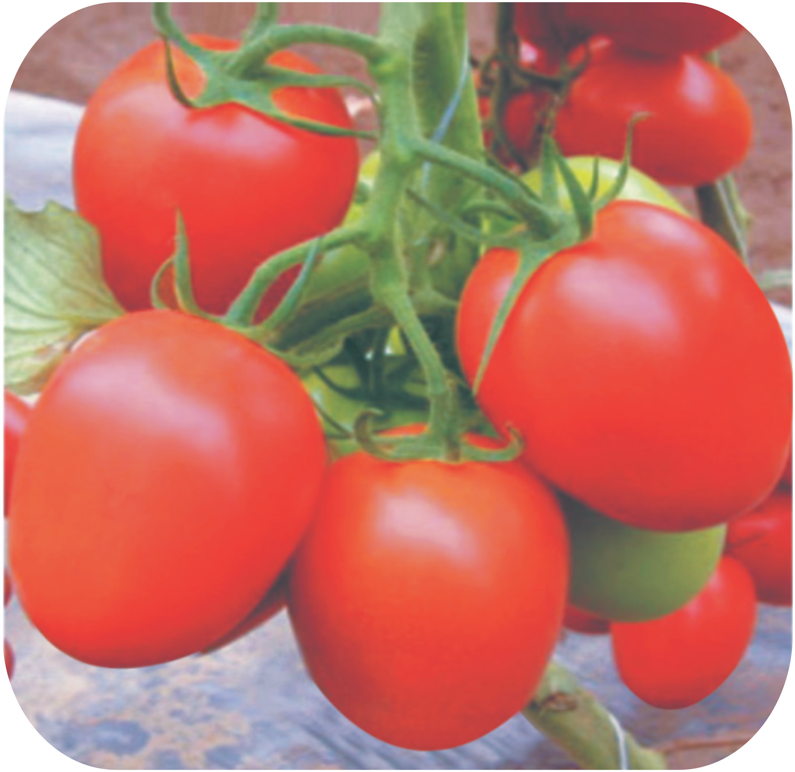 TOMATO