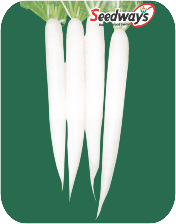 radish