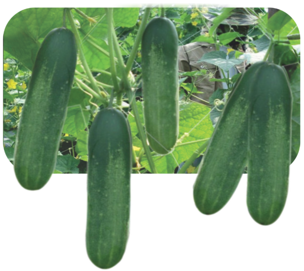 CUCUMBER