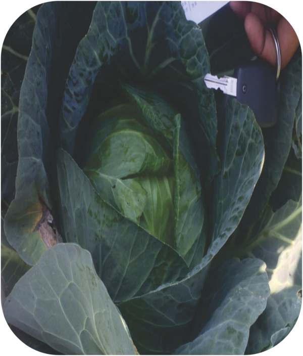 CABBAGE