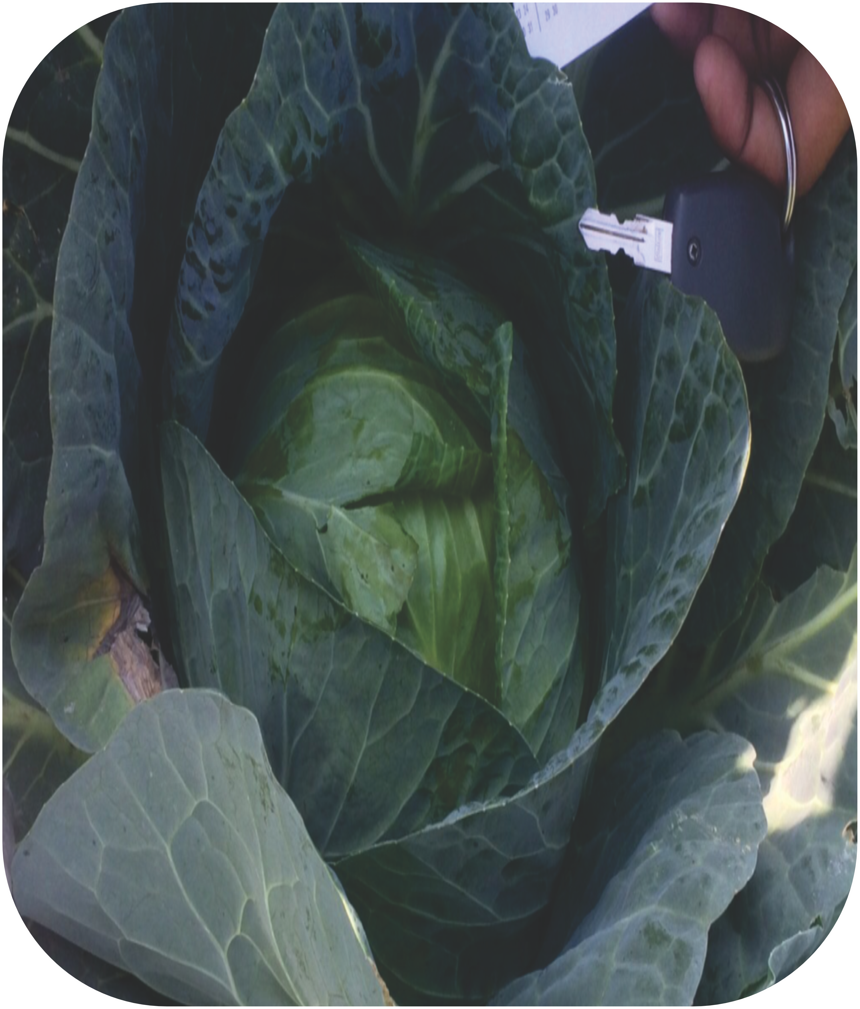 CABBAGE