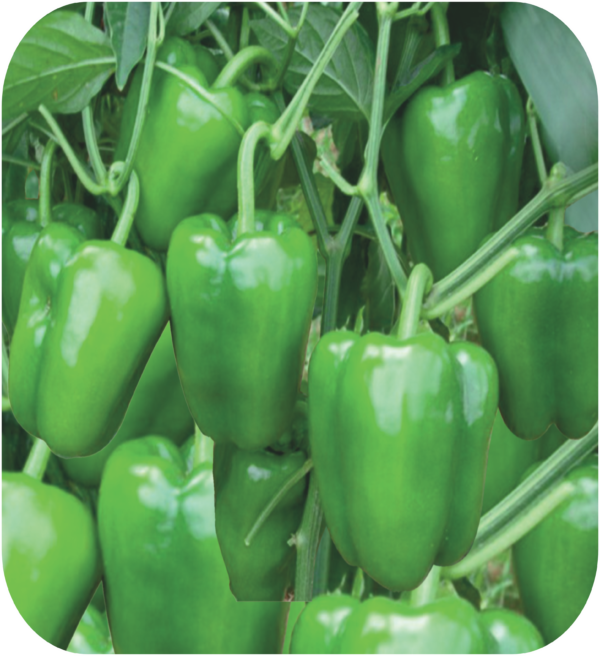 CAPSICUM