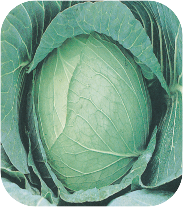 CABBAGE