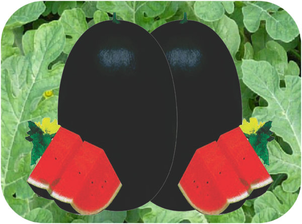 WATERMELON