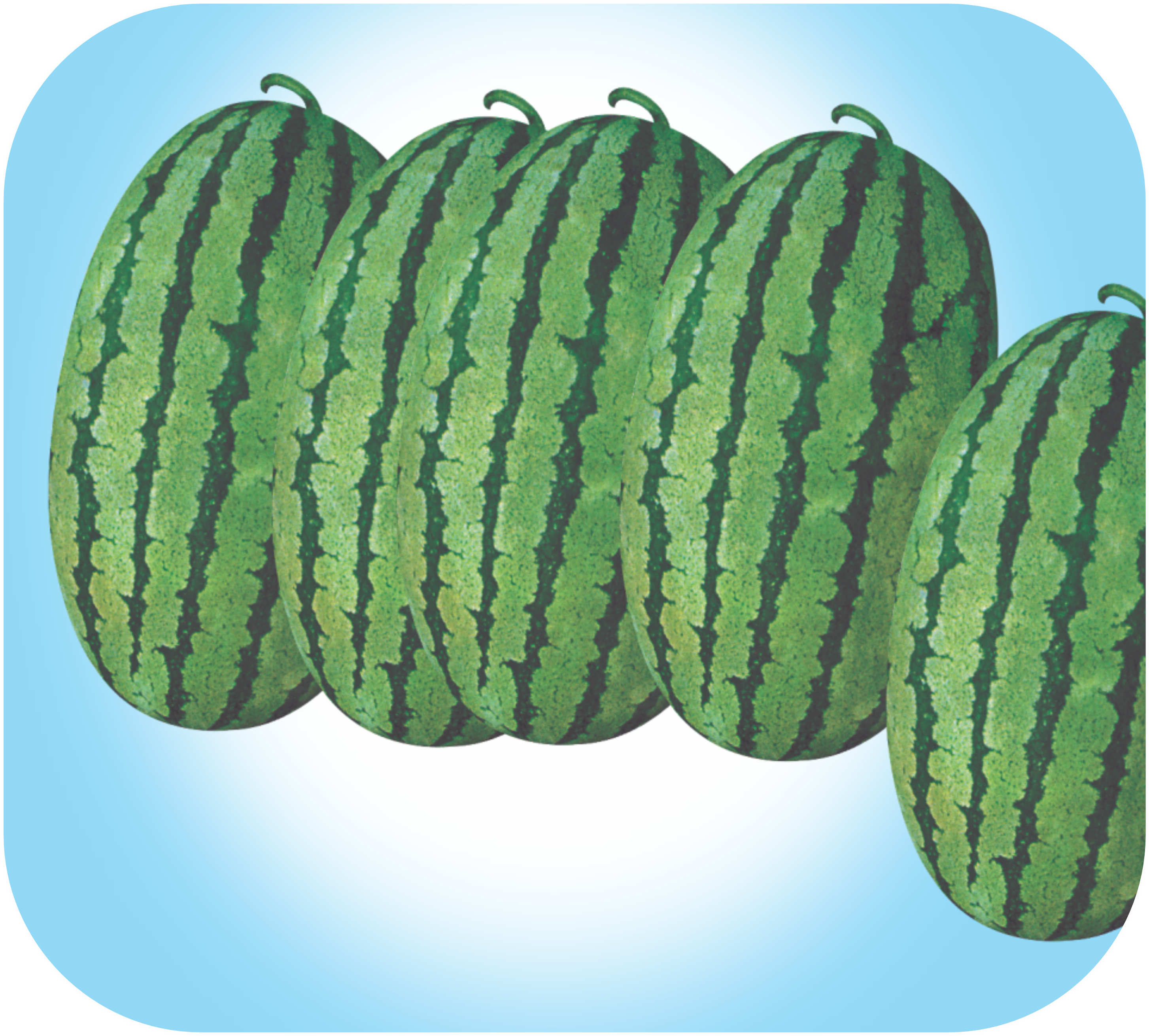 watermelon