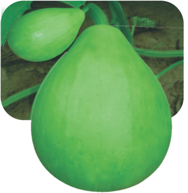 bottle gourd