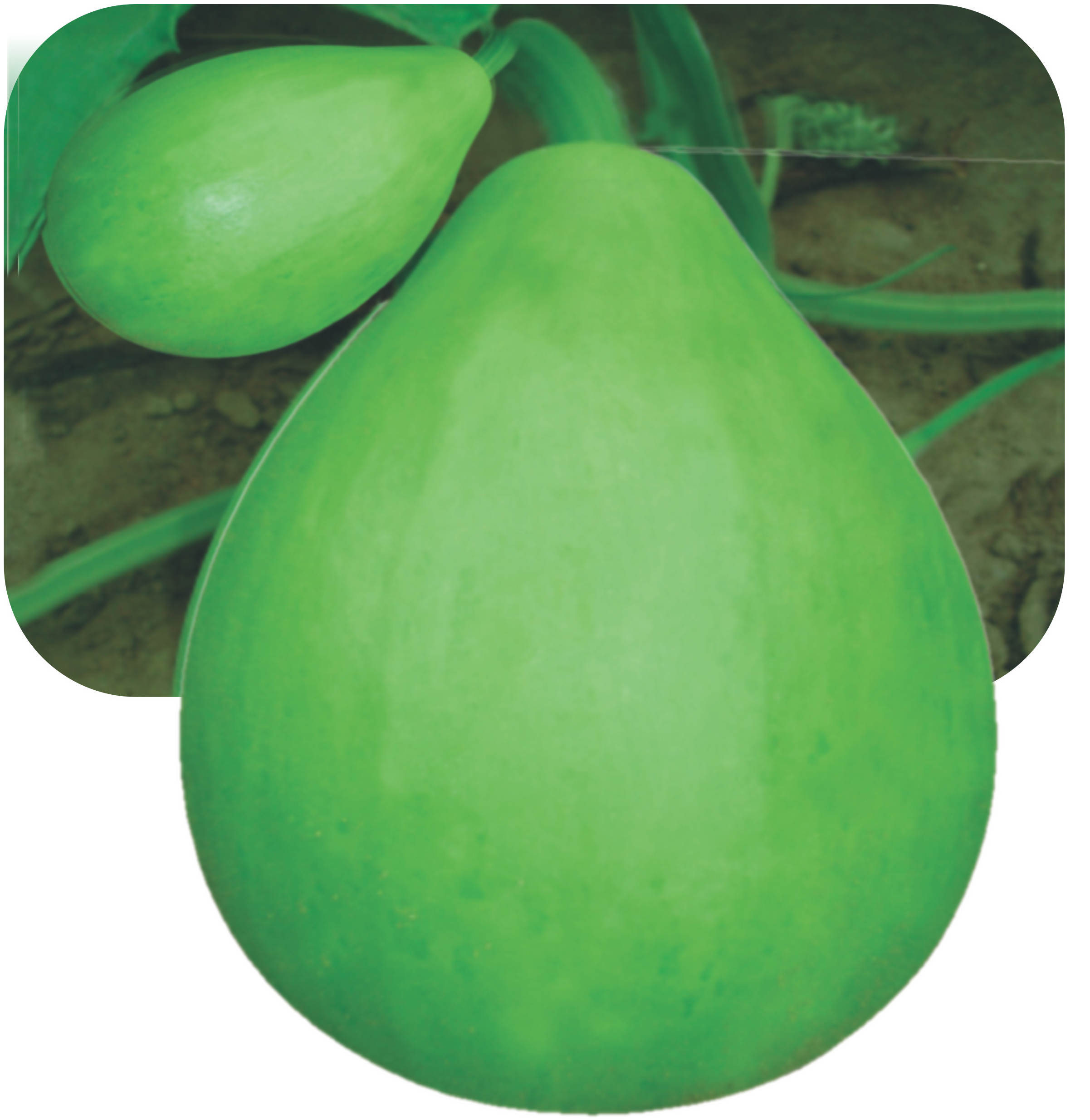 bottle gourd