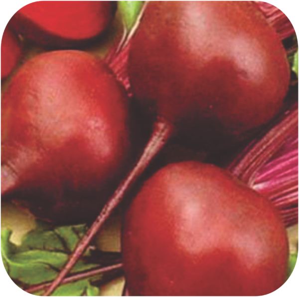 BEETROOT
