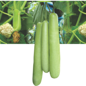 BOTTLE GOURD