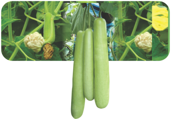 BOTTLE GOURD