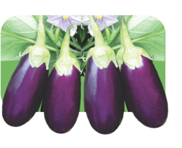 BRINJAL