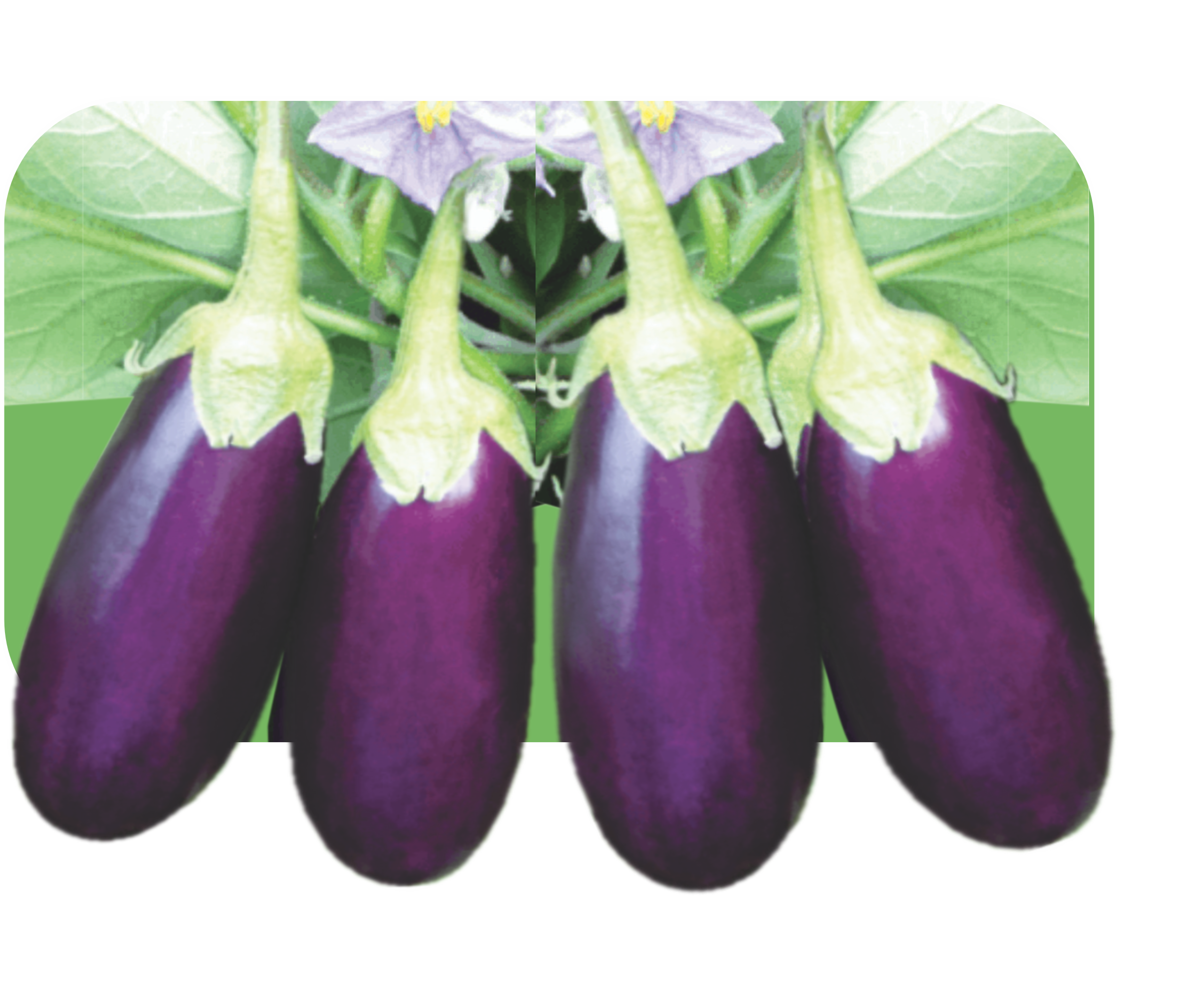 BRINJAL