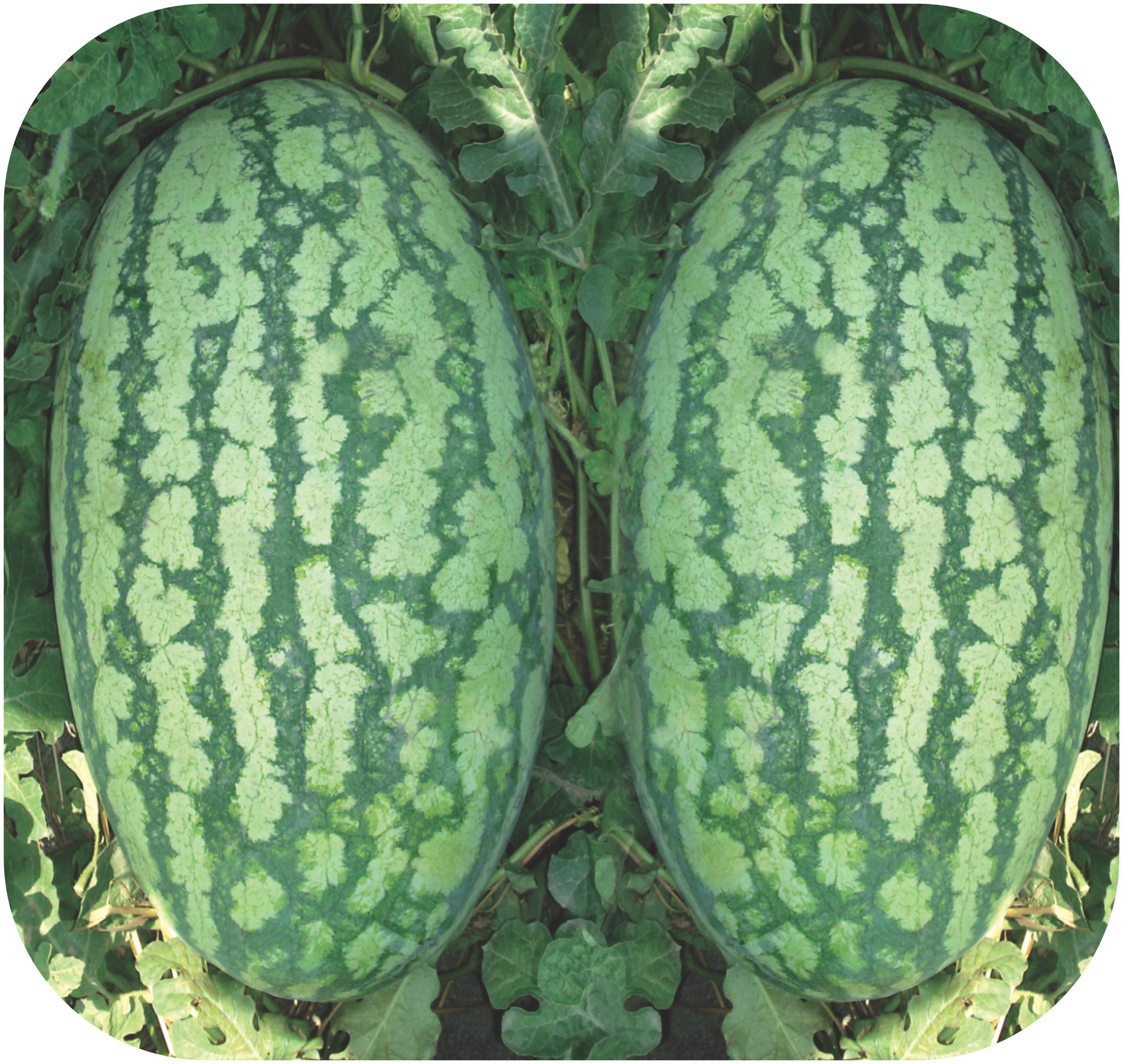 watermelon