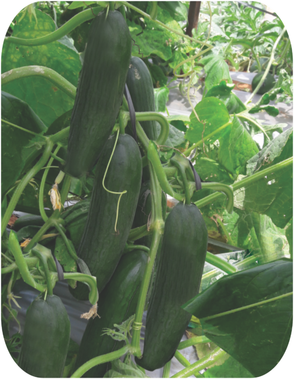 cucumber