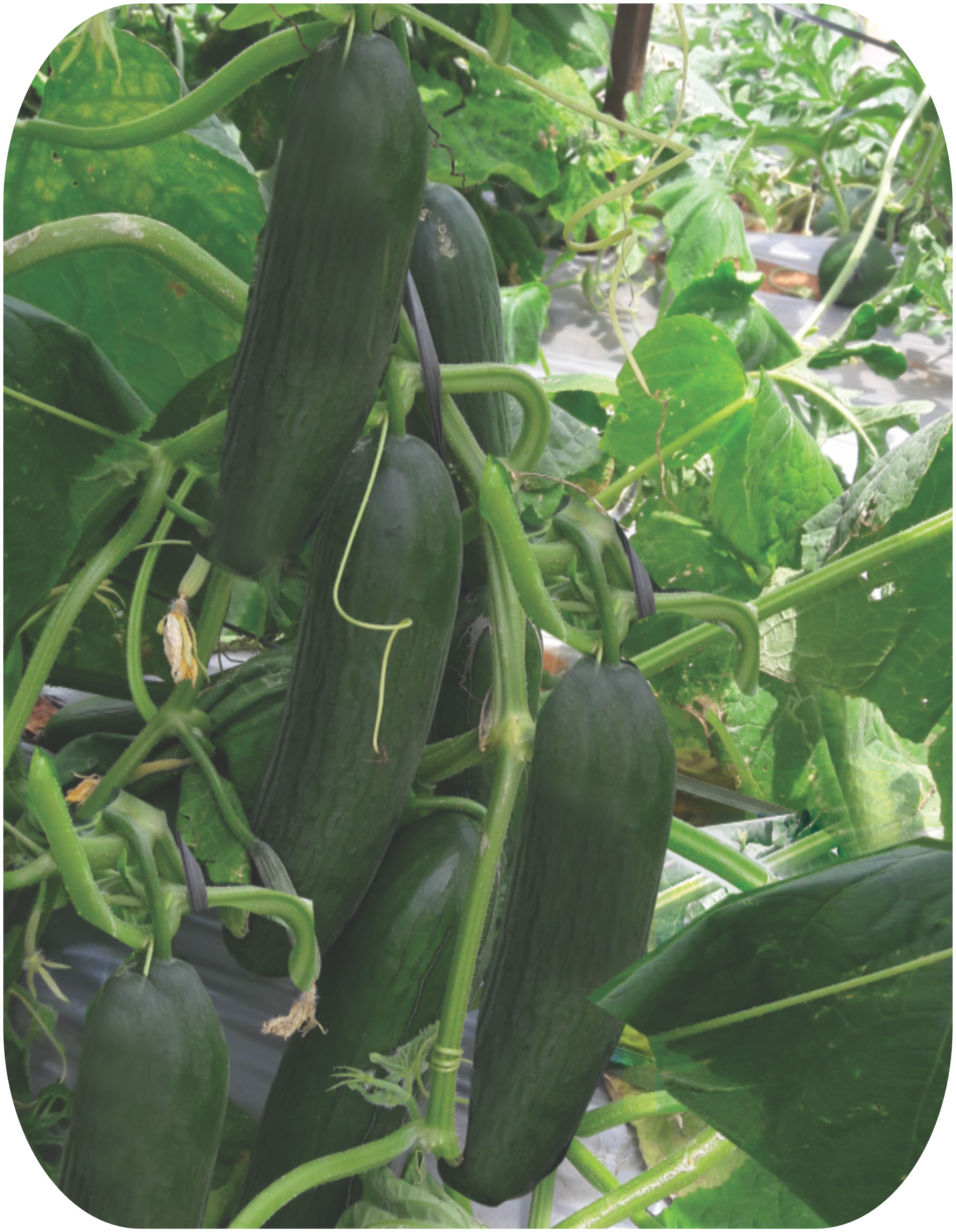 cucumber
