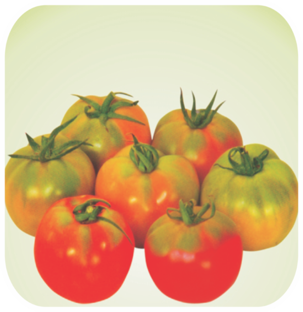 TOMATO