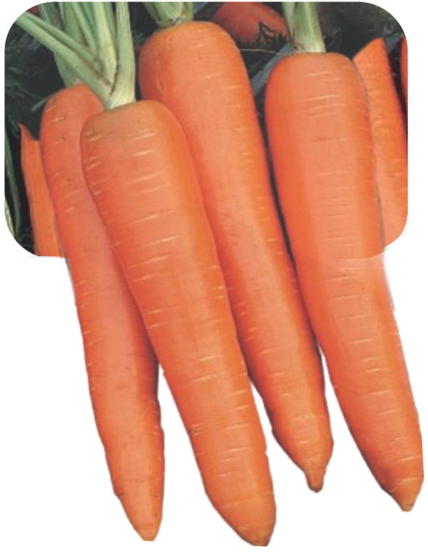 CARROT