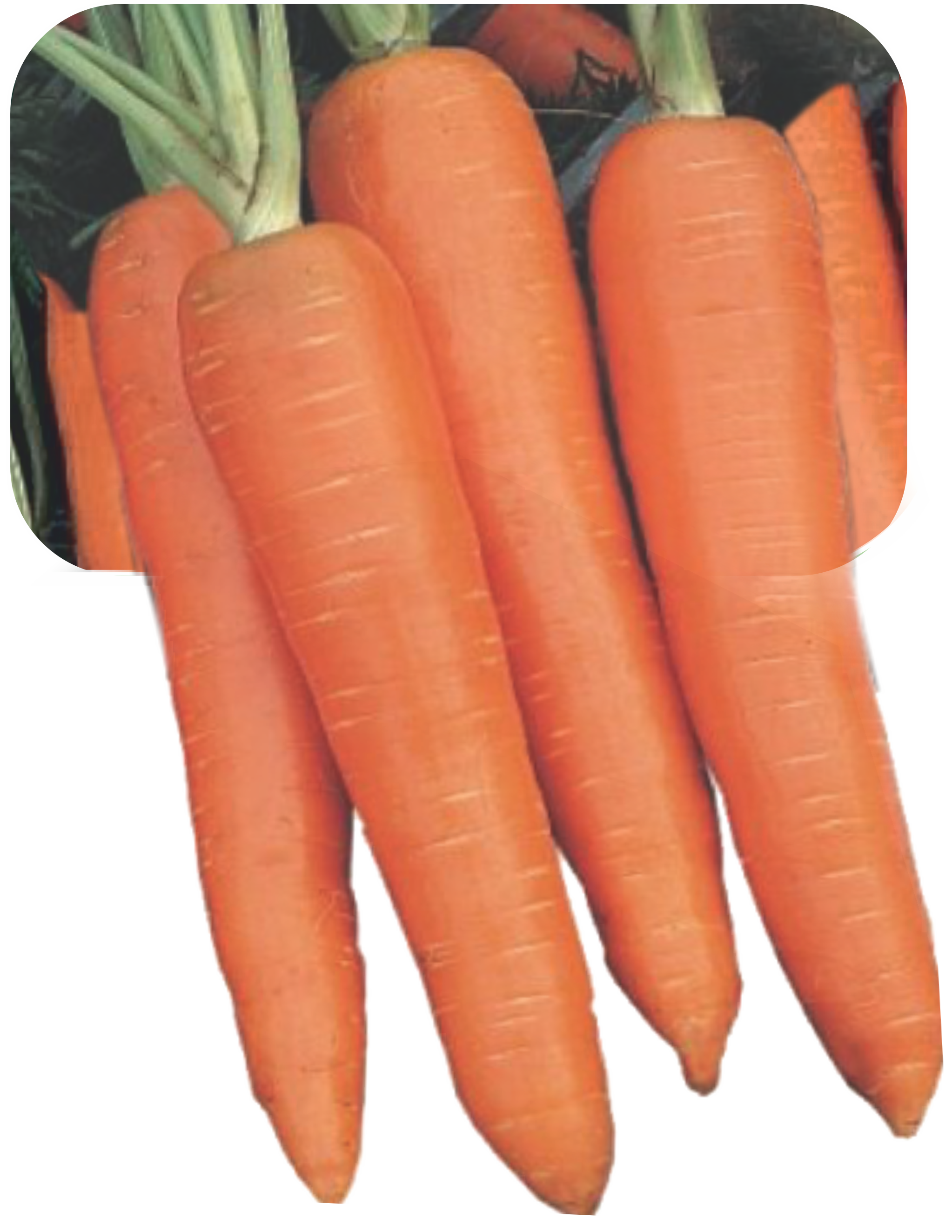 CARROT