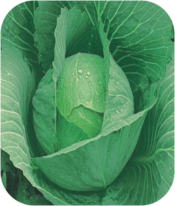 CABBAGE