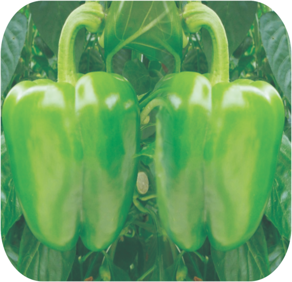 CAPSICUM