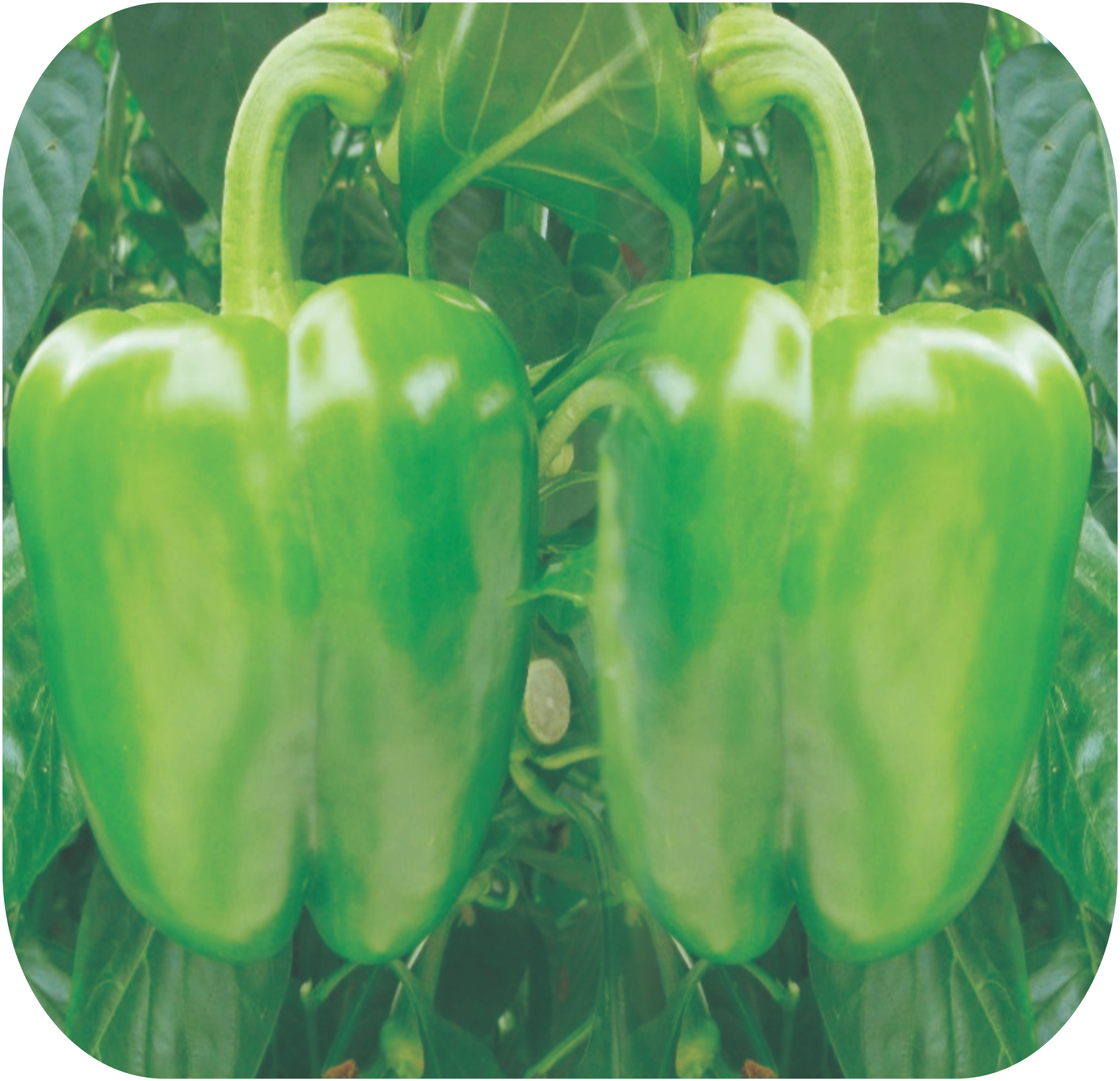 CAPSICUM