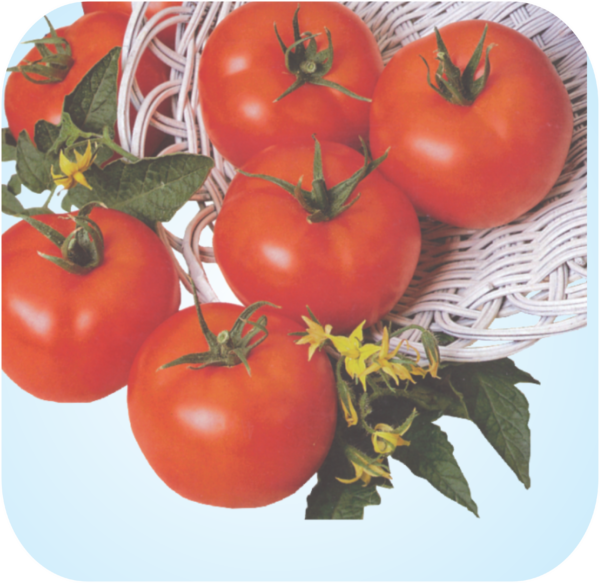 TOMATO