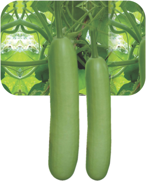 BOTTLE GOURD