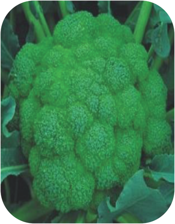 BROCCOLI