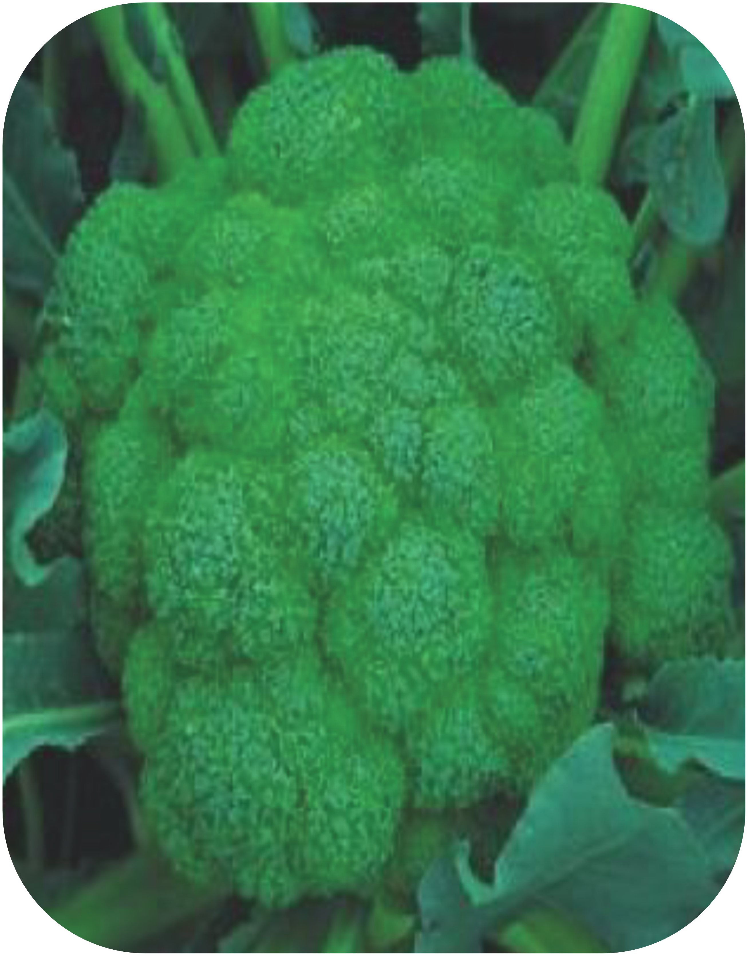 BROCCOLI