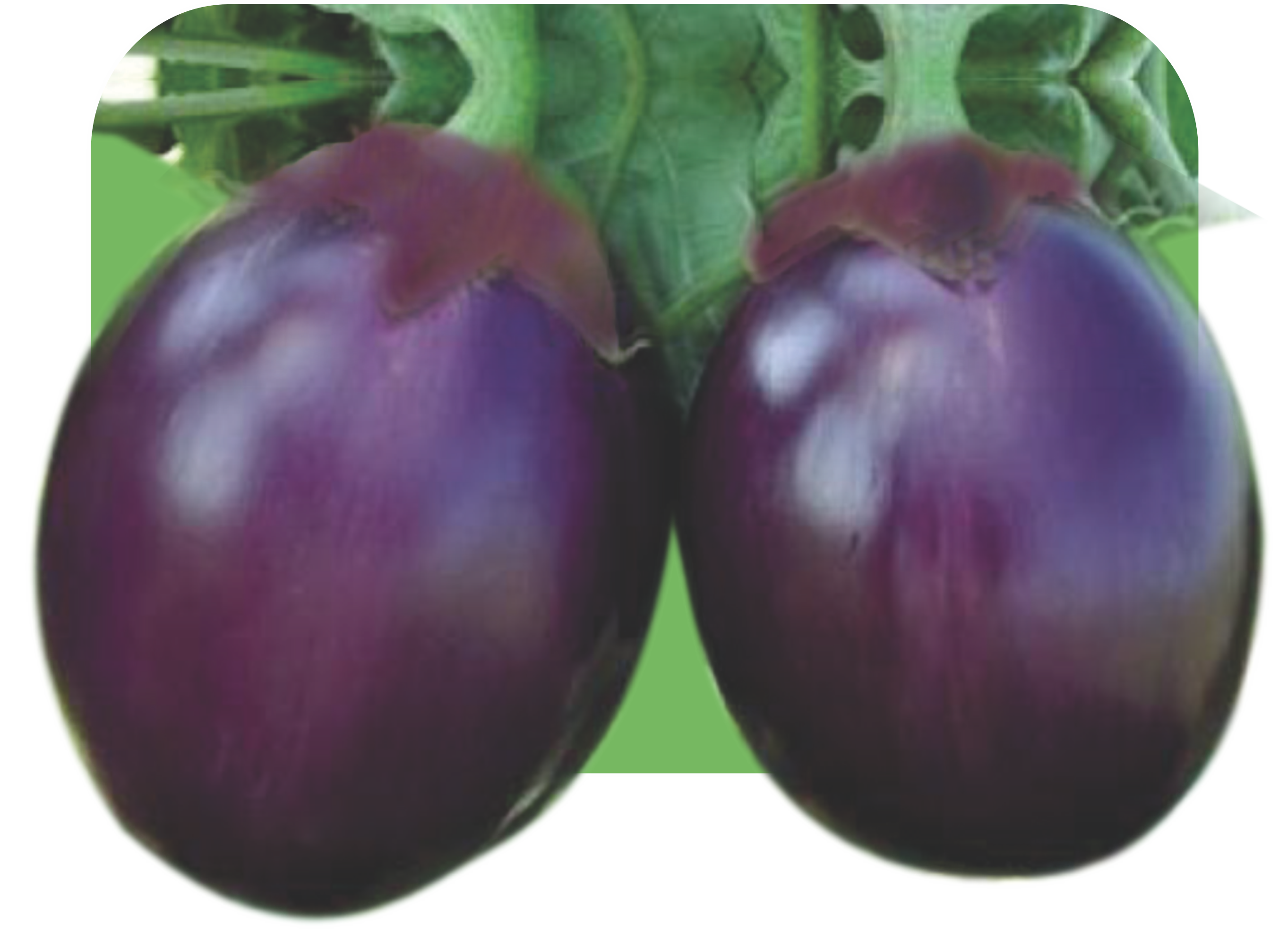 BRINJAL