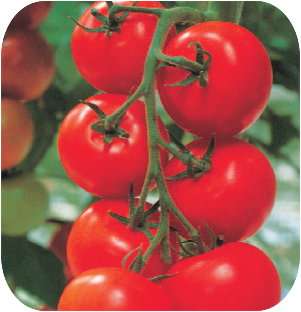 TOMATO