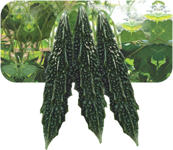 BITTER GOURD