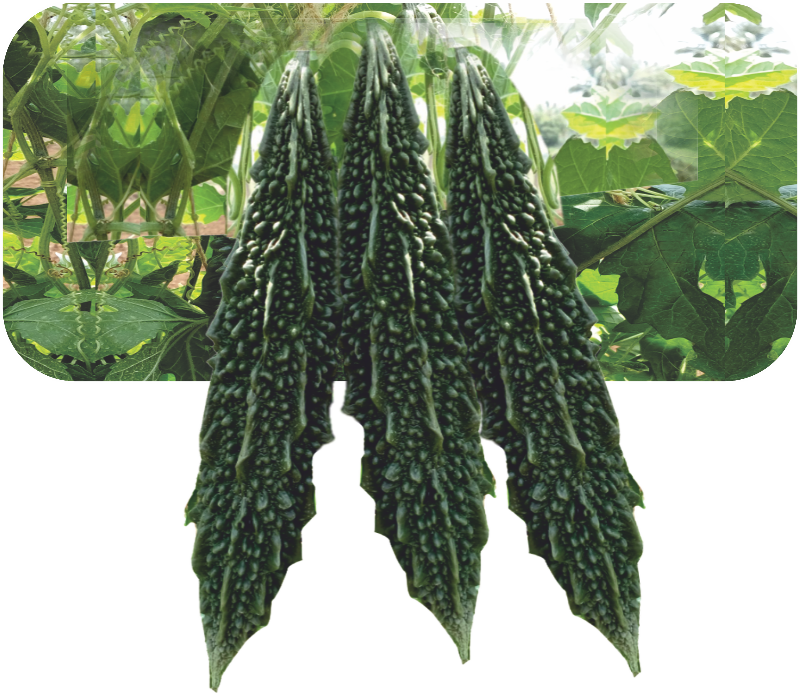 BITTER GOURD
