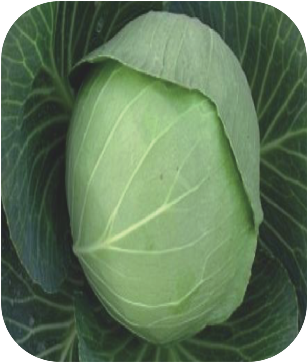 CABBAGE