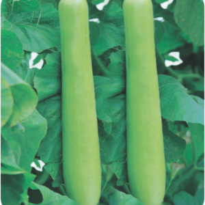 BOTTLE GOURD