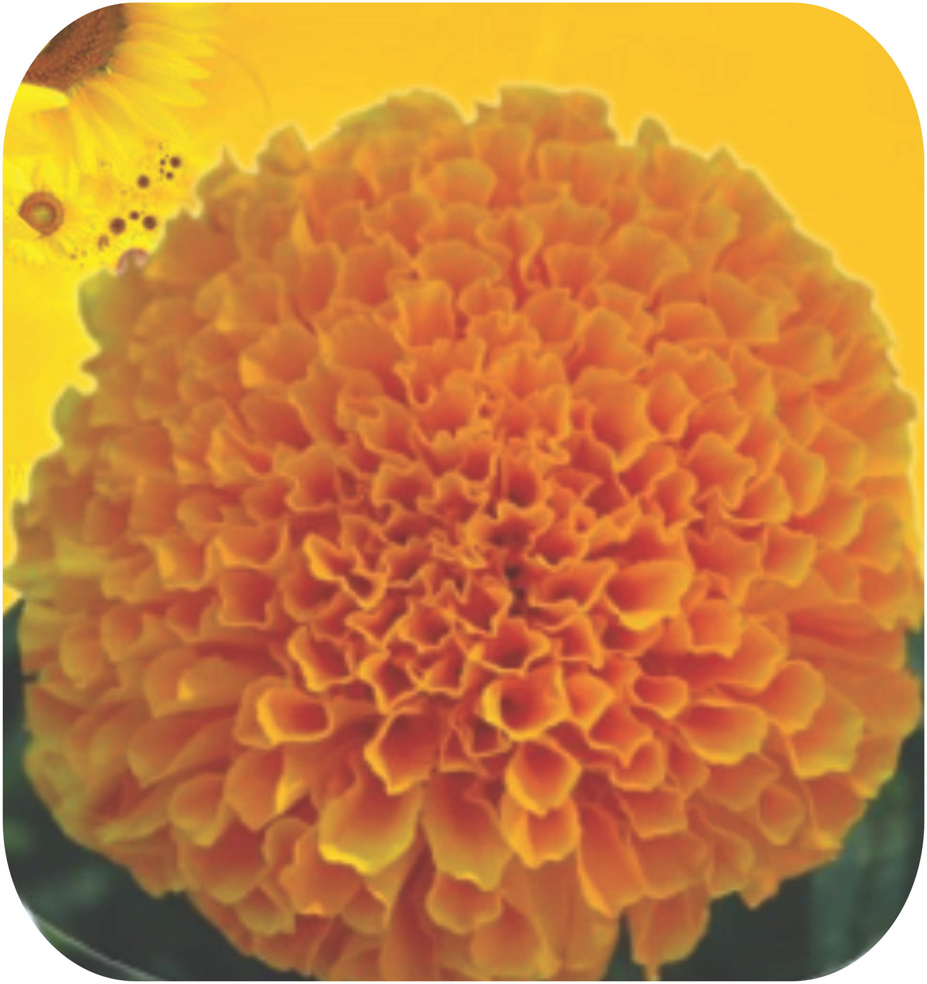 MARIGOLD